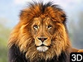 Wild Life Lion